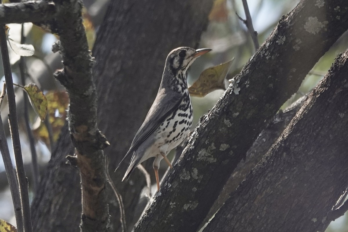 Groundscraper Thrush - ML608635789