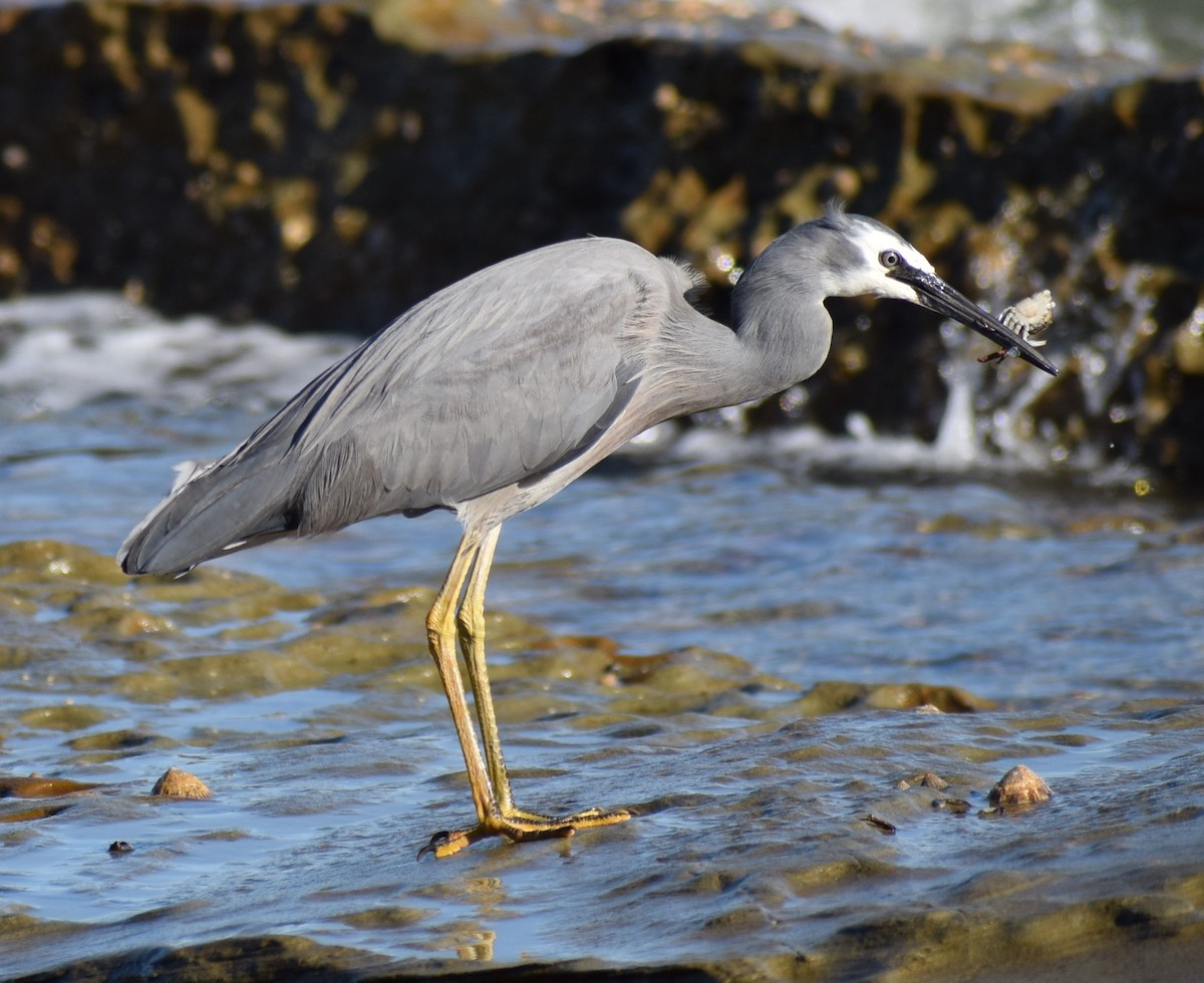 White-faced Heron - ML608635802