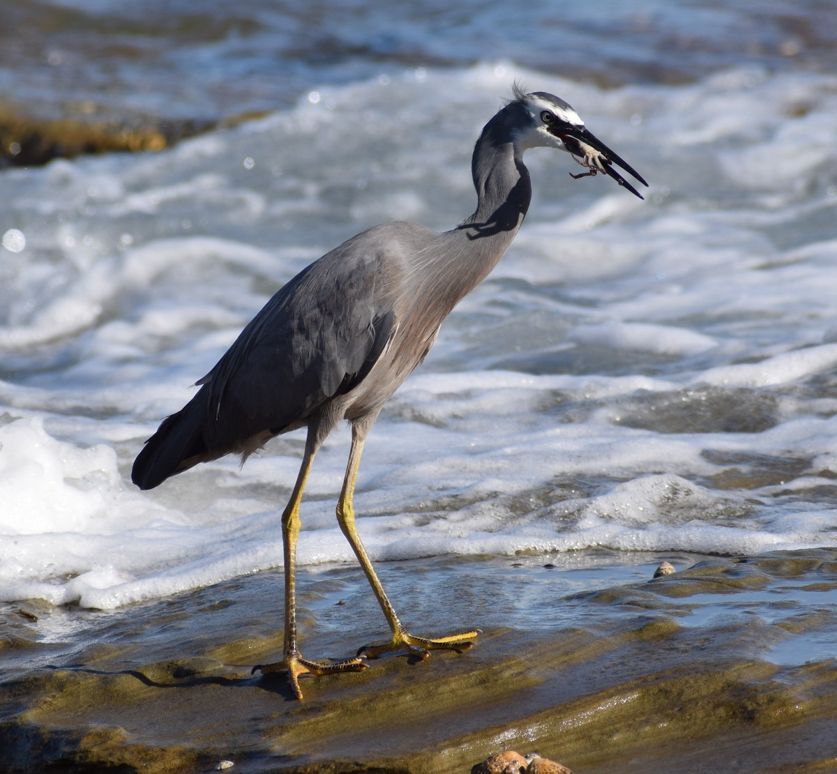 White-faced Heron - ML608635803