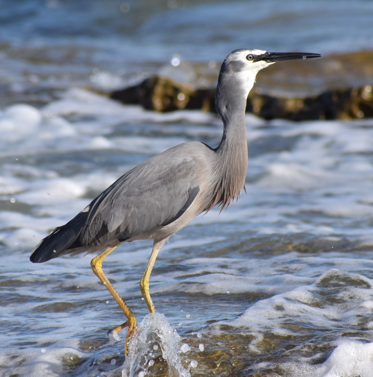 White-faced Heron - ML608635805