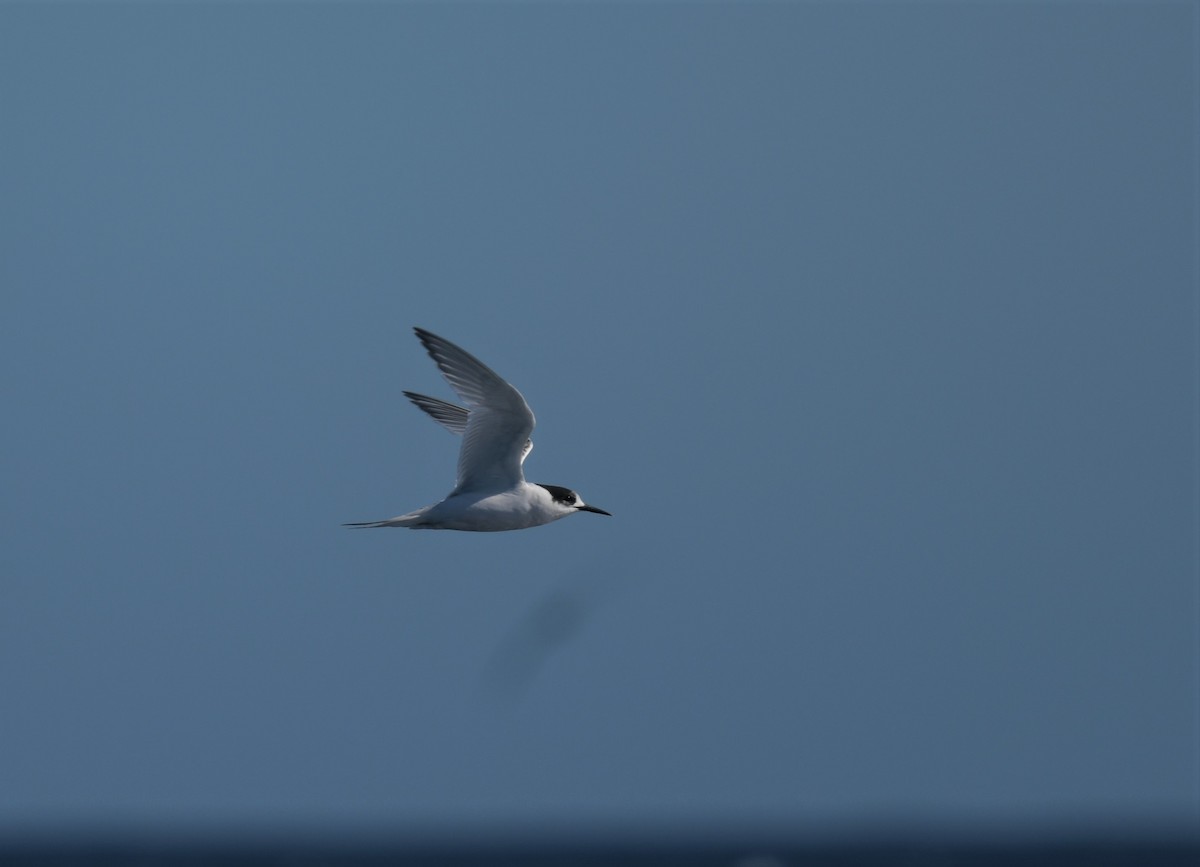 White-fronted Tern - ML608635832
