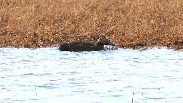 Steller's Eider - ML608635839