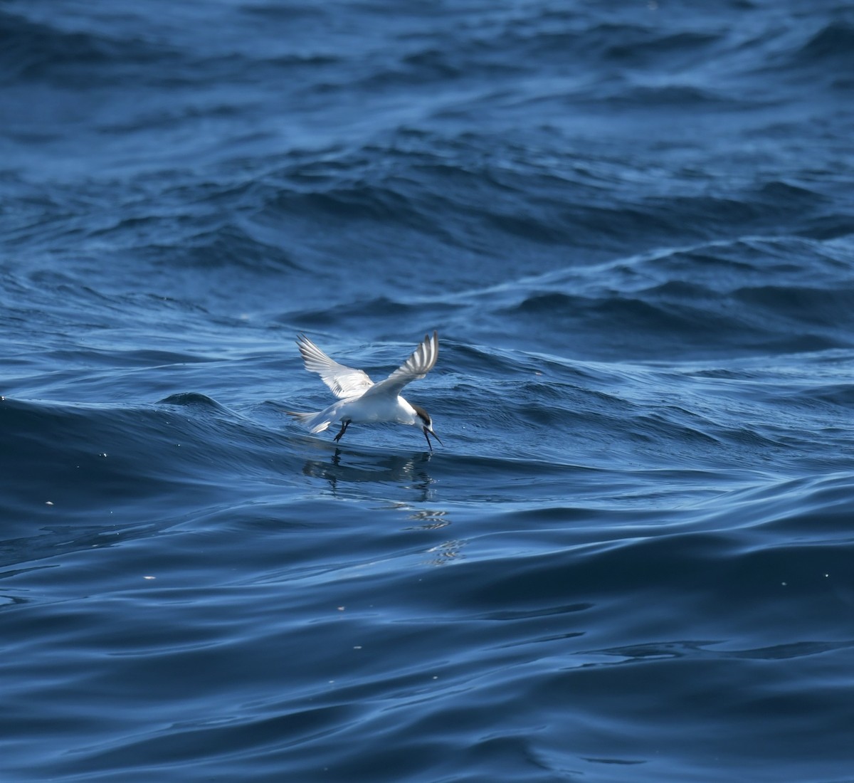 White-fronted Tern - ML608635847