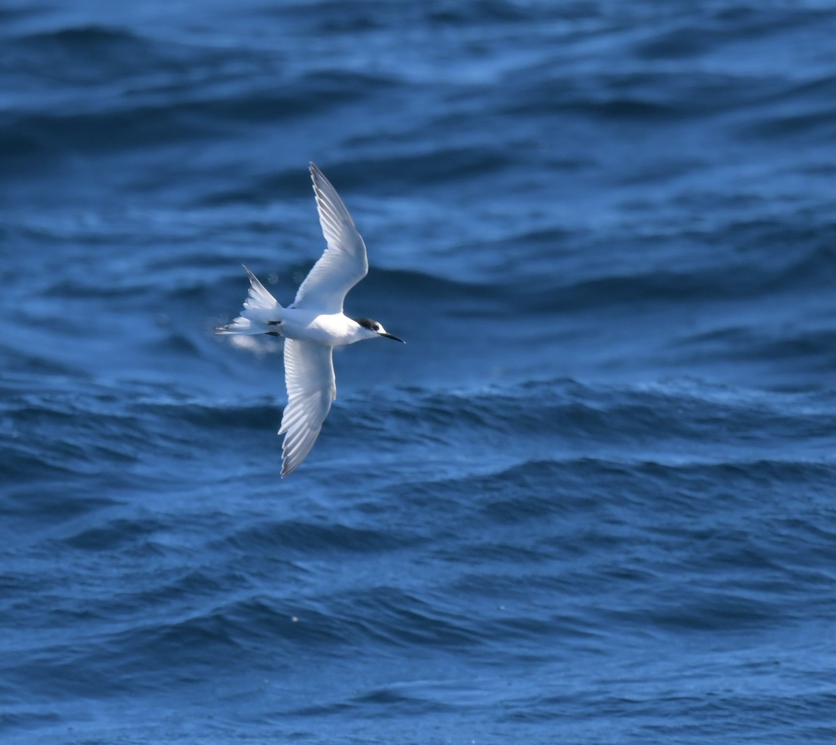 White-fronted Tern - ML608635850