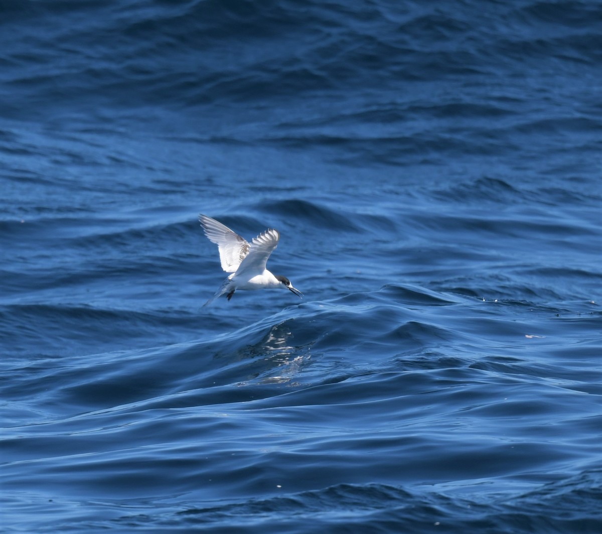 White-fronted Tern - ML608635860