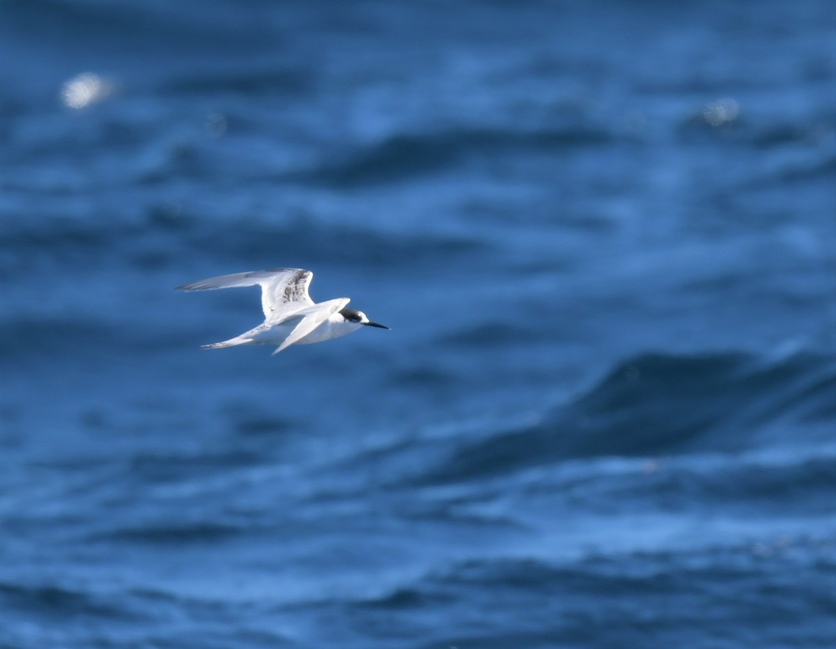 White-fronted Tern - ML608635866