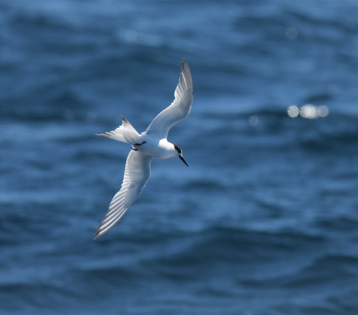 White-fronted Tern - ML608635868