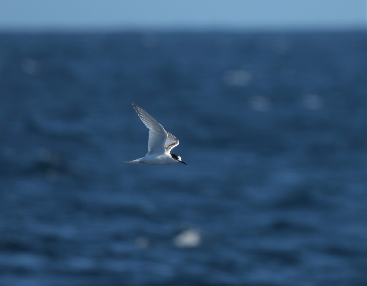 White-fronted Tern - ML608635871