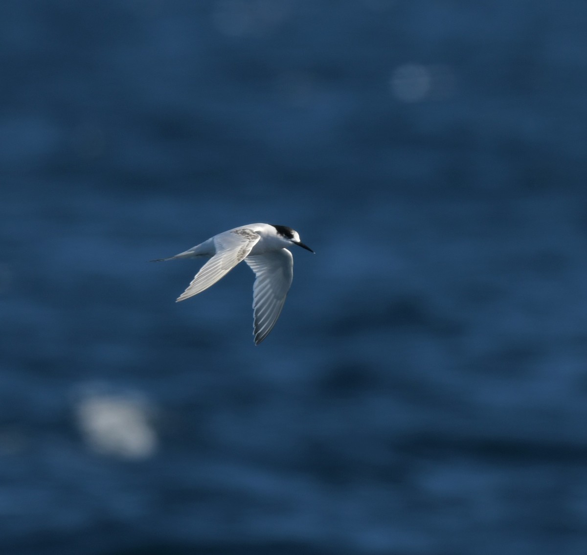 White-fronted Tern - ML608635877