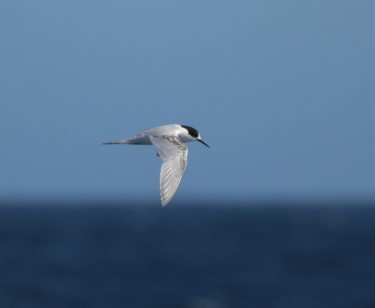 White-fronted Tern - ML608635878