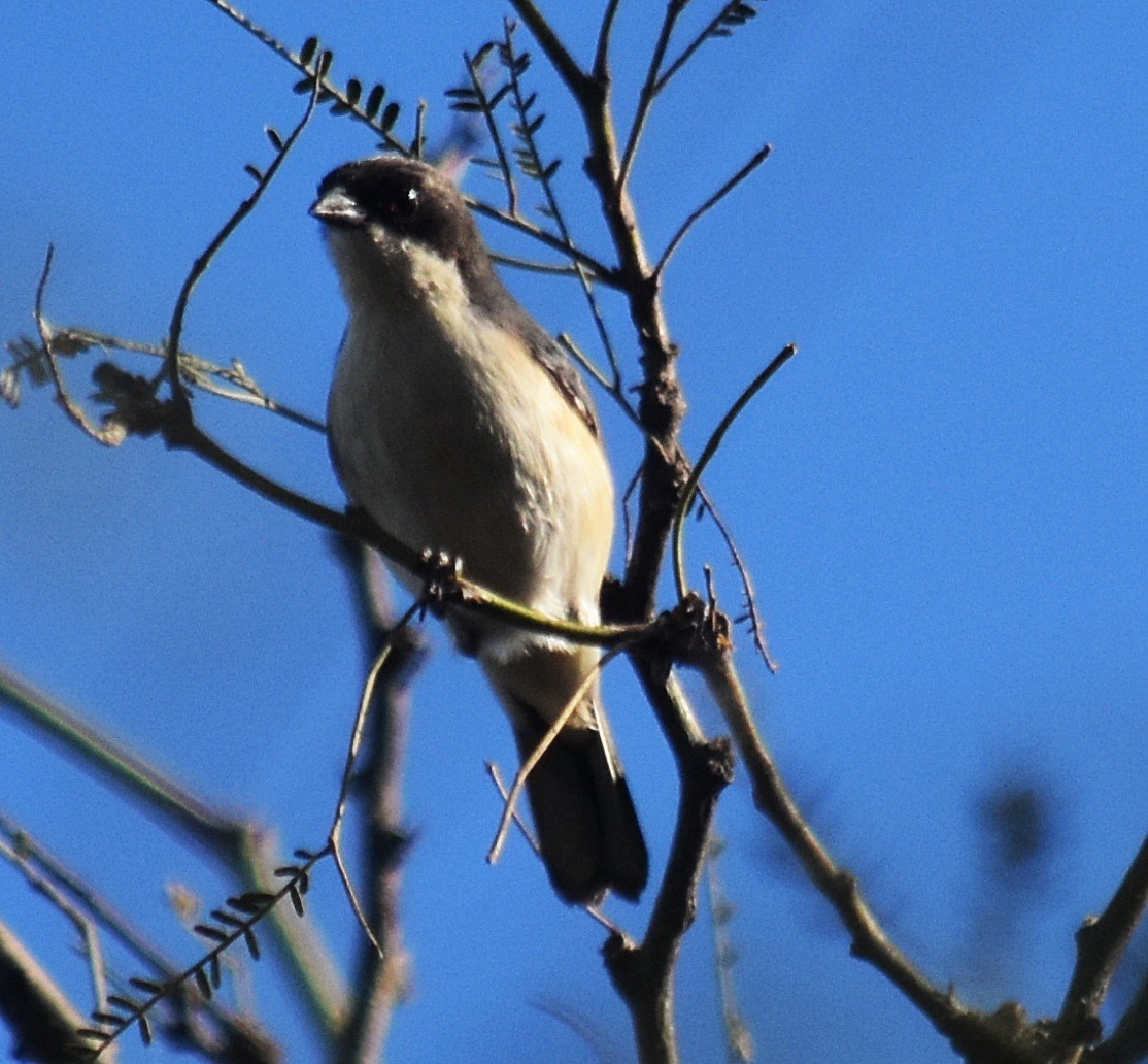 Black-capped Warbling Finch - ML608635892