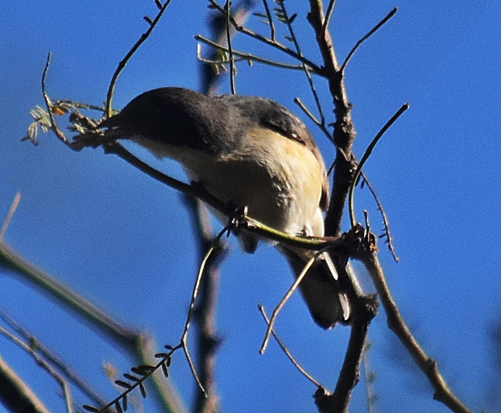 Black-capped Warbling Finch - ML608635894