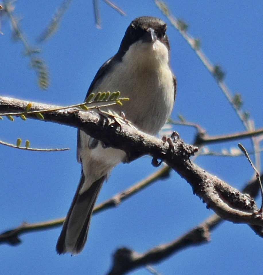 Black-capped Warbling Finch - ML608635895