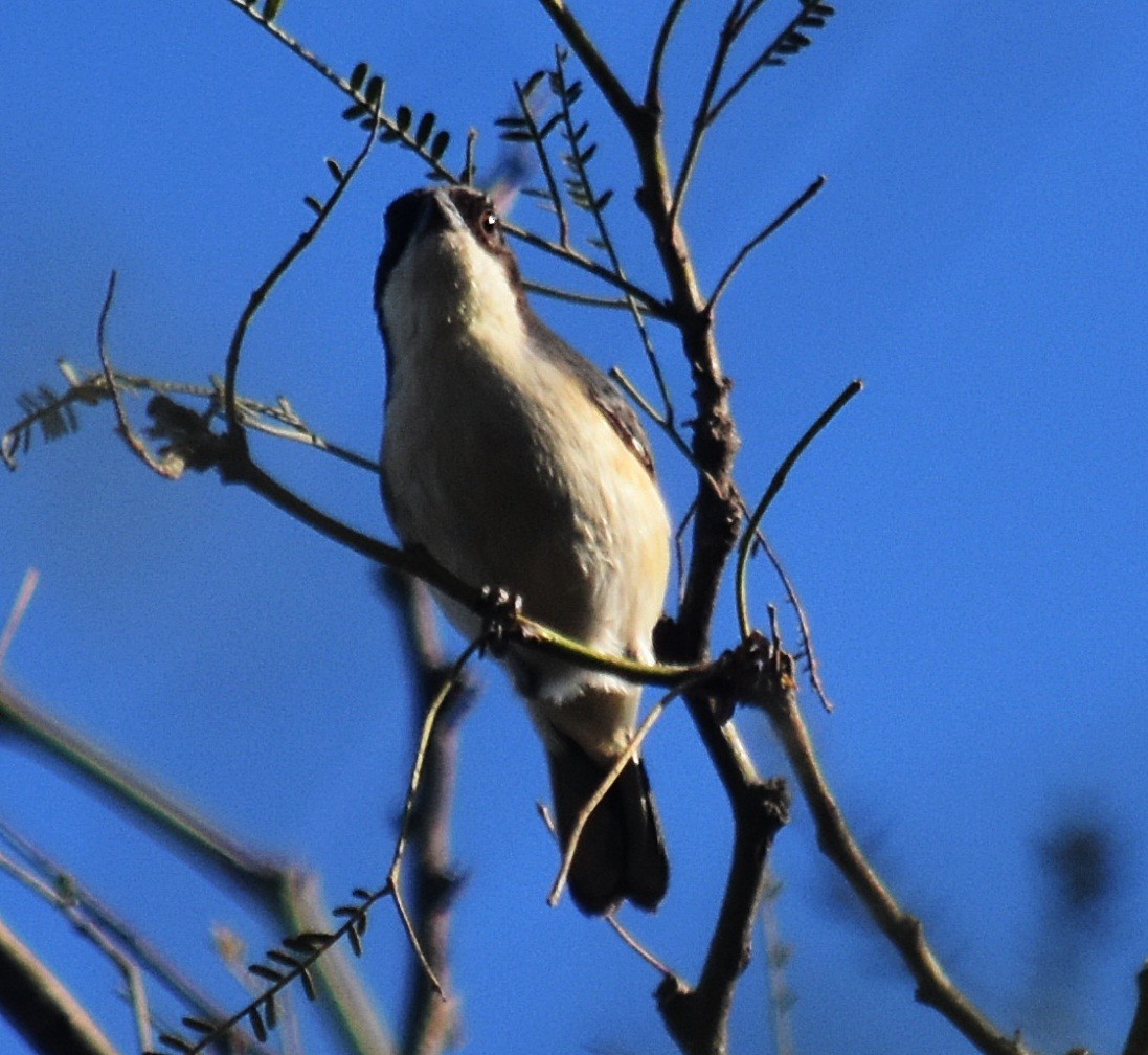 Black-capped Warbling Finch - ML608635898