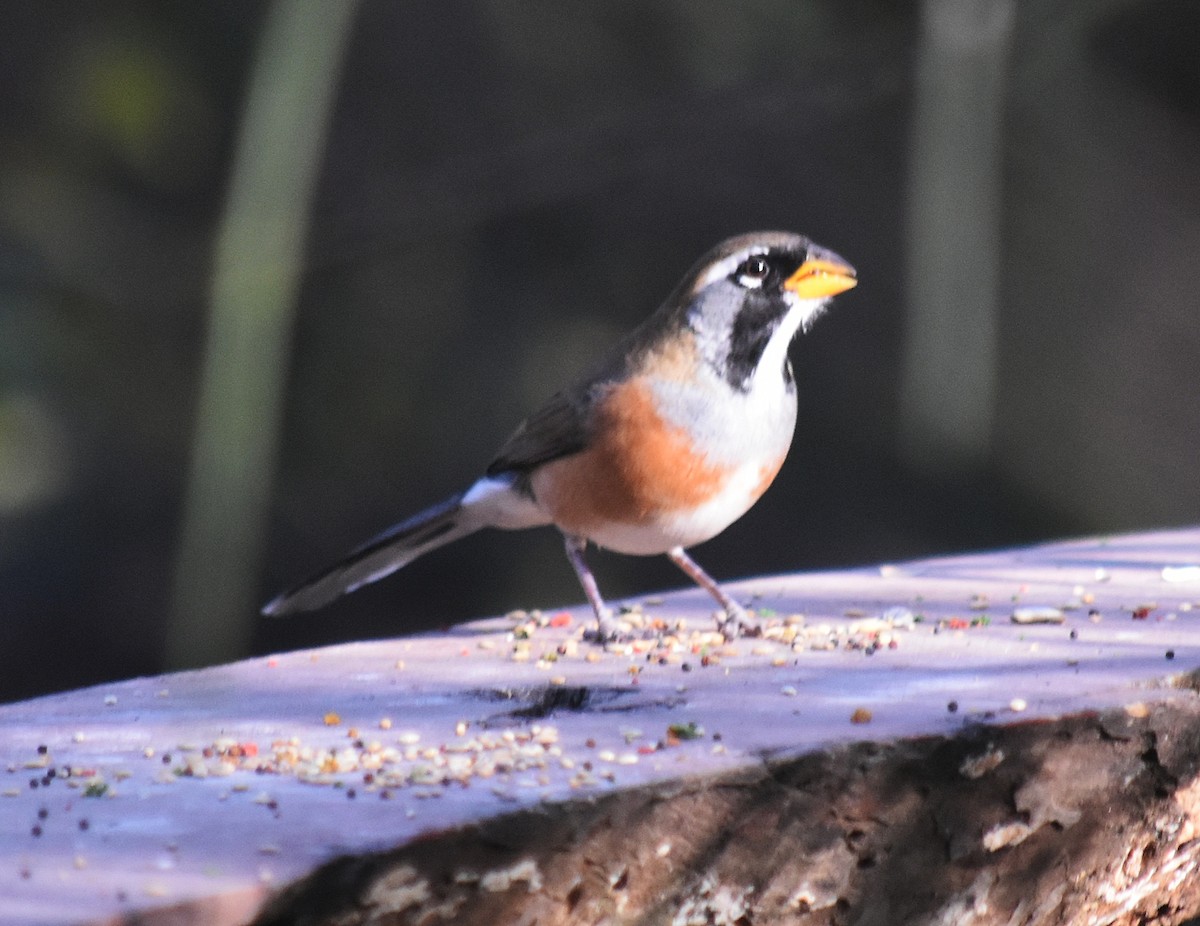 Many-colored Chaco Finch - ML608635929