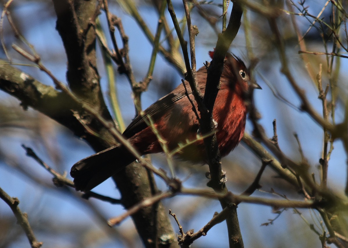 Red-crested Finch - andres ebel