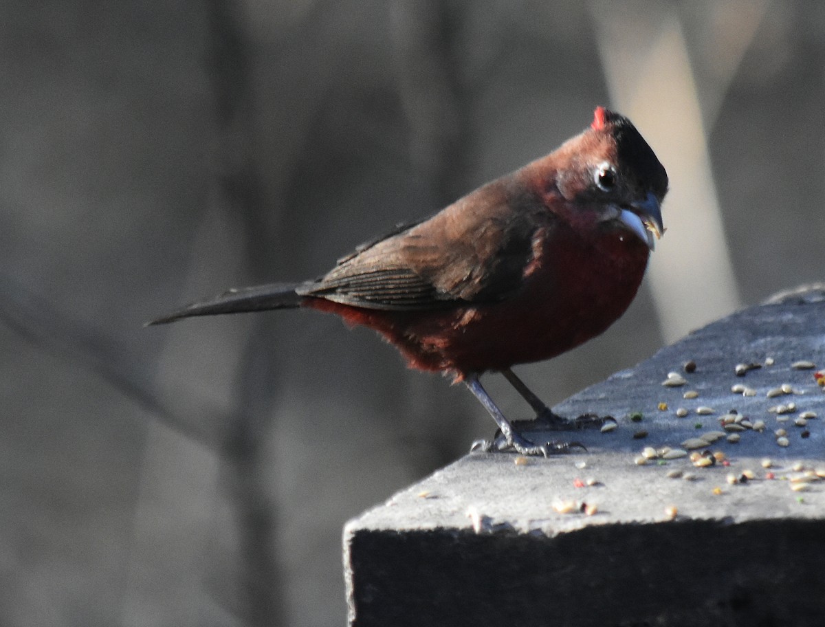 Red-crested Finch - ML608635948