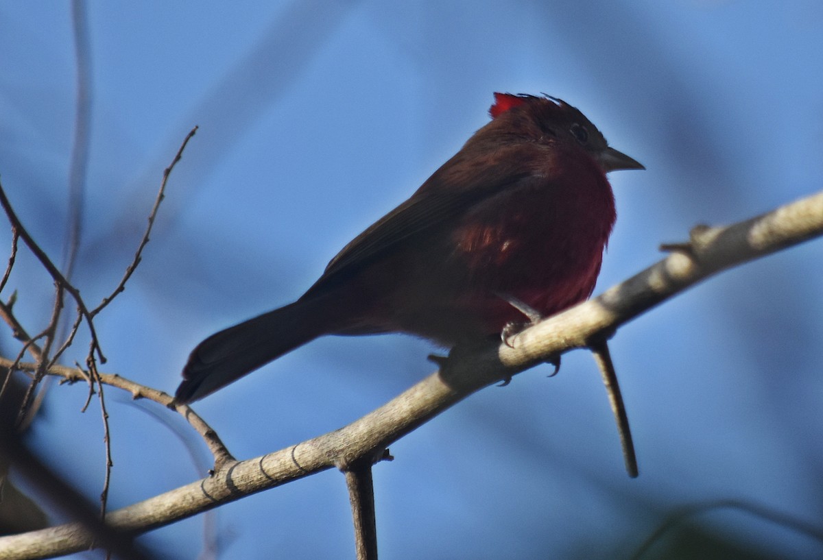 Red-crested Finch - ML608635949