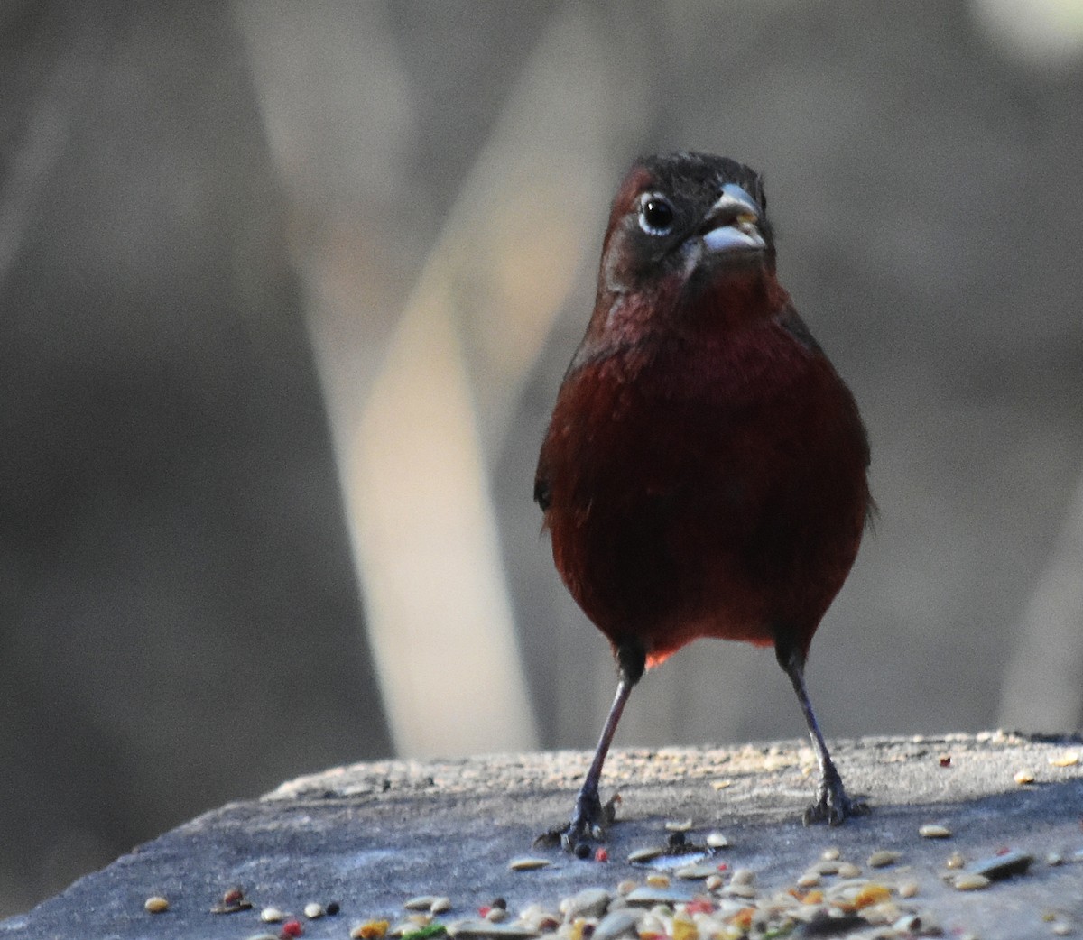 Red-crested Finch - ML608635950