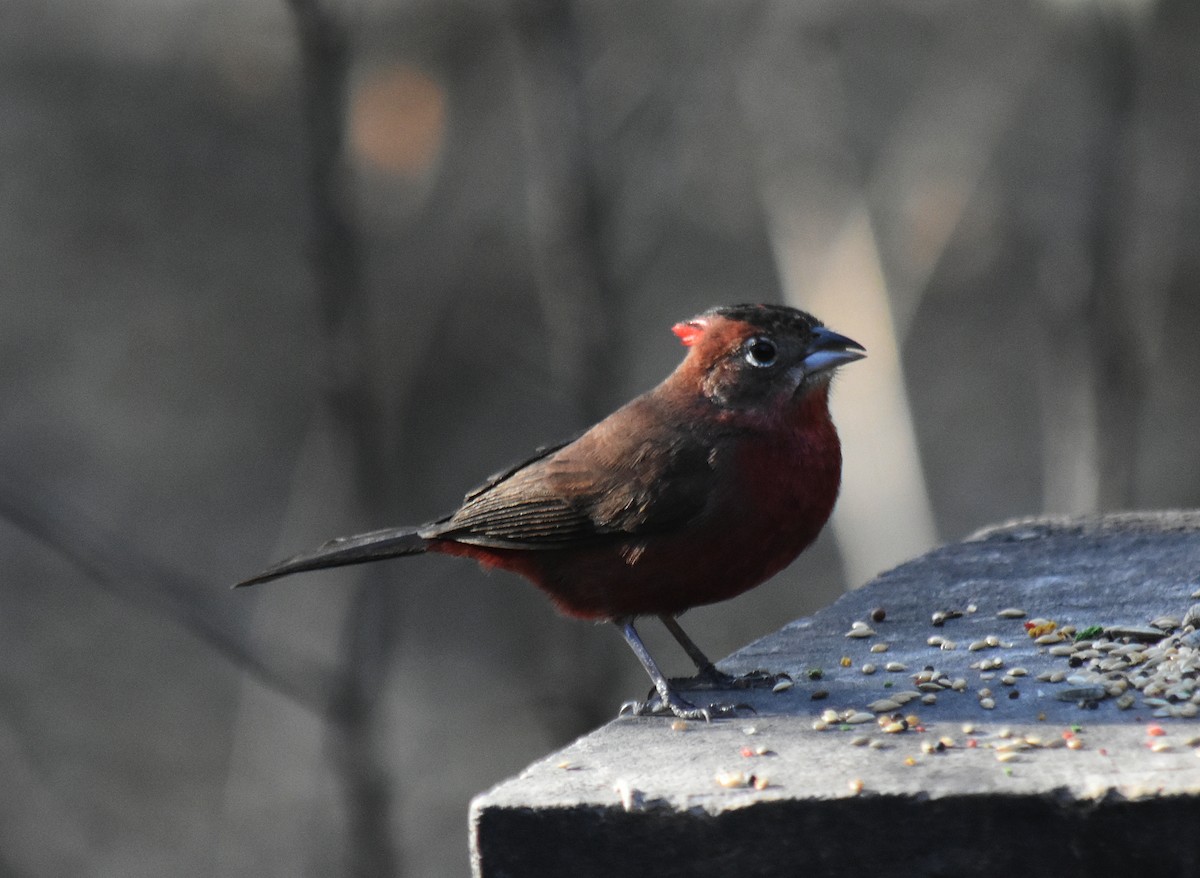 Red-crested Finch - ML608635951