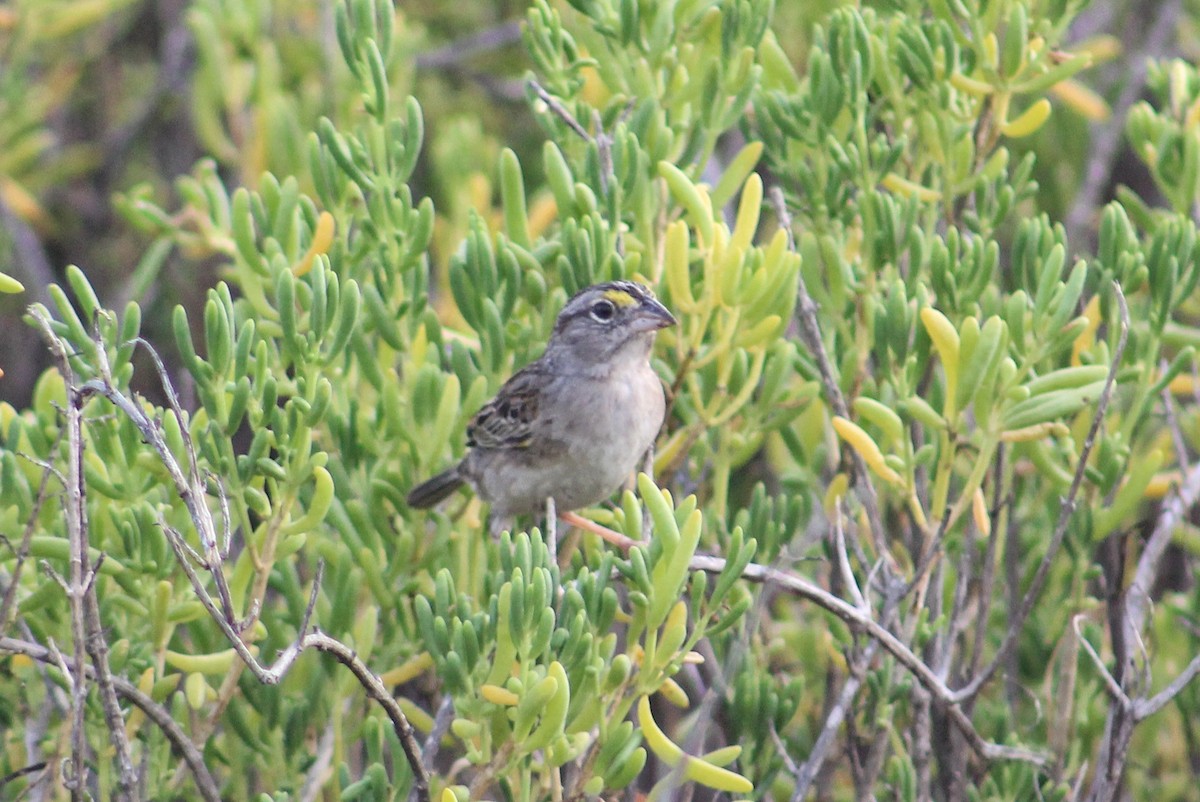 Grassland Sparrow - ML608635952