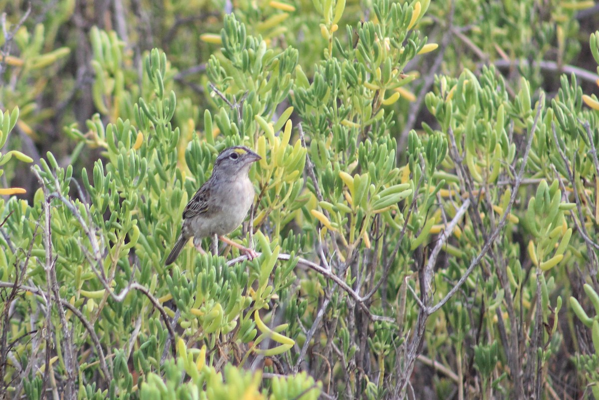 Grassland Sparrow - ML608635953