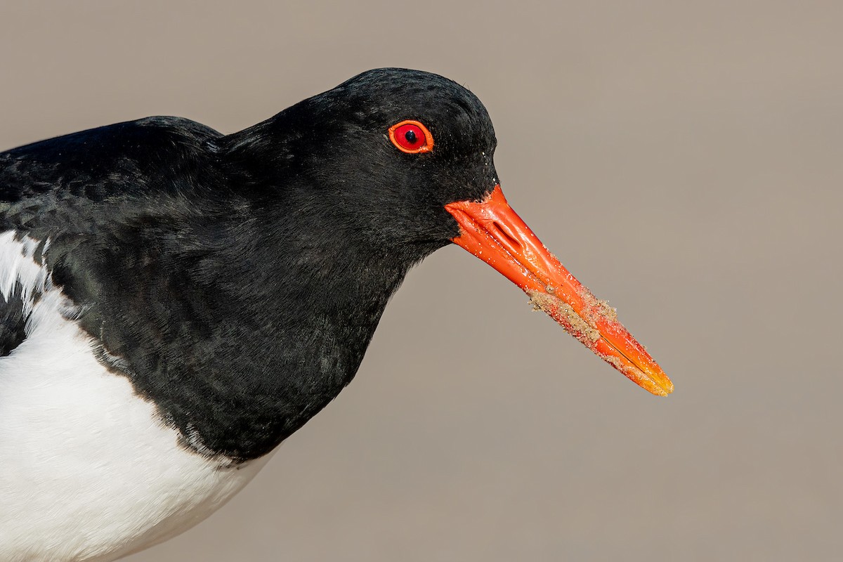 Pied Oystercatcher - ML608636017