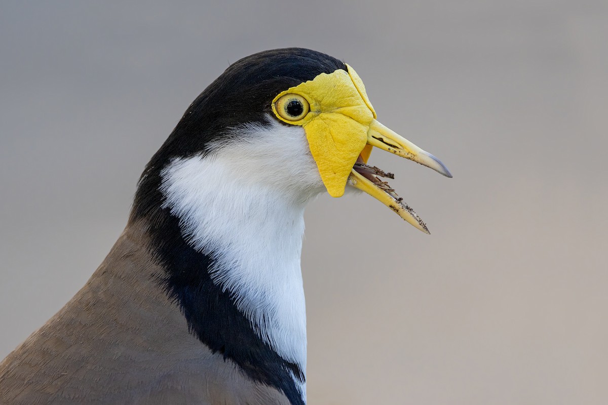 Masked Lapwing - ML608636018