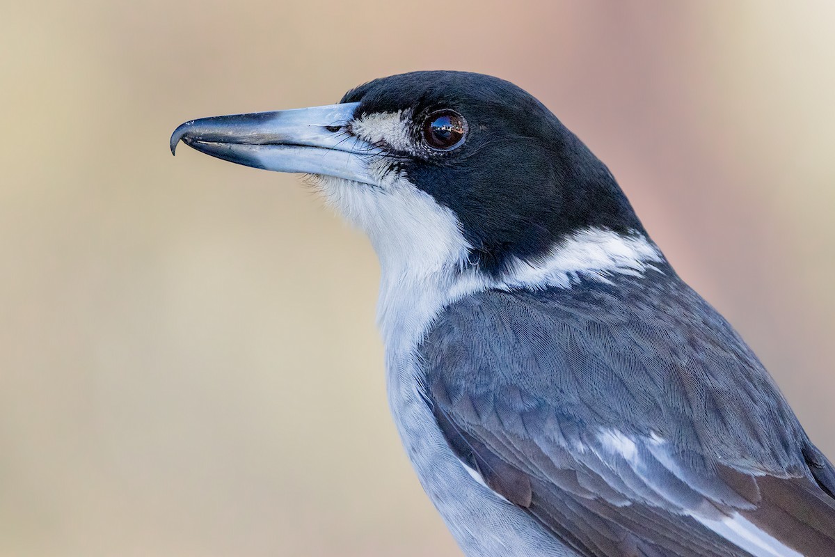 Gray Butcherbird - ML608636022