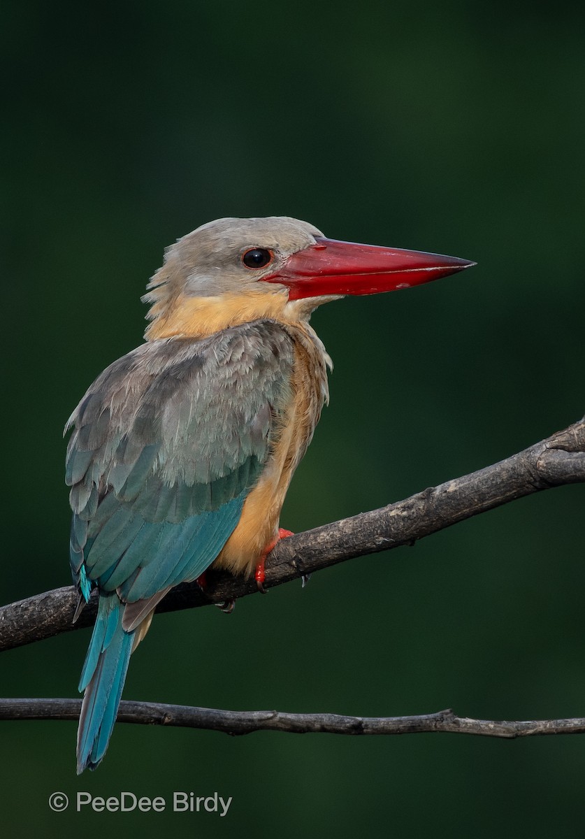 Stork-billed Kingfisher - ML608636055