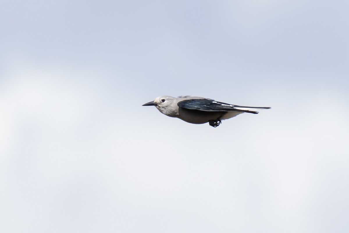 Clark's Nutcracker - ML608636187