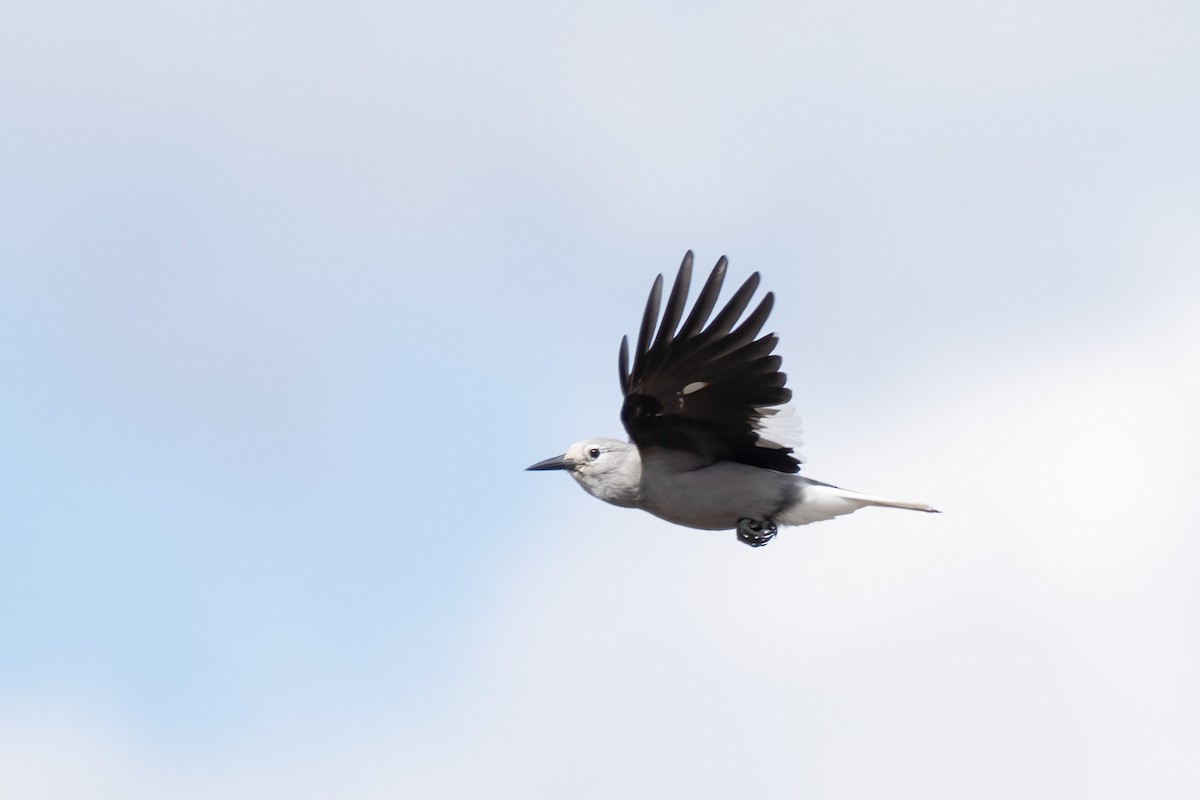 Clark's Nutcracker - Paul Beerman