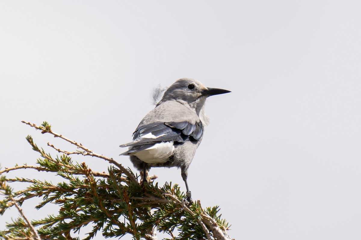 Clark's Nutcracker - ML608636190