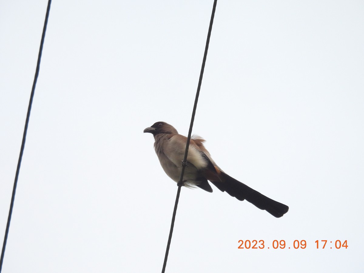 Gray Treepie - ML608636272