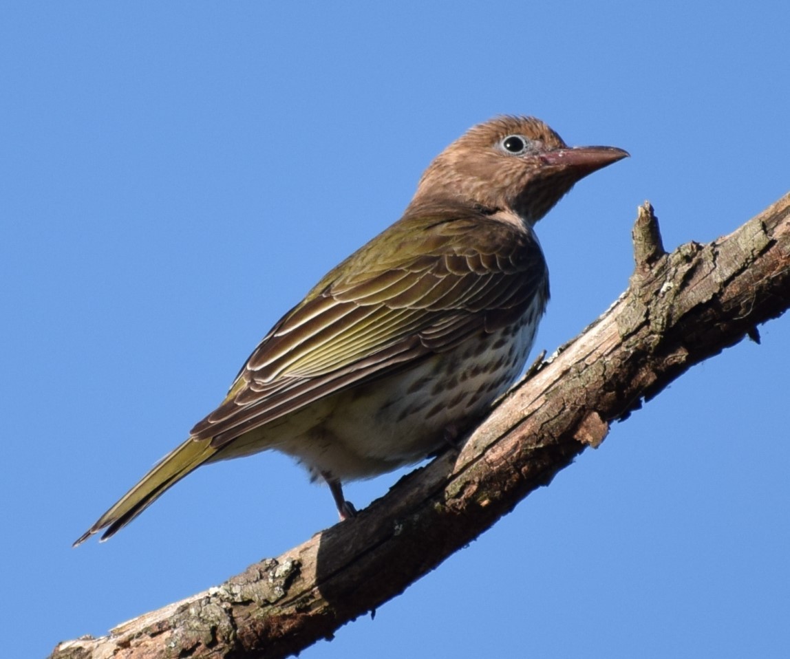 Australasian Figbird - ML608636303