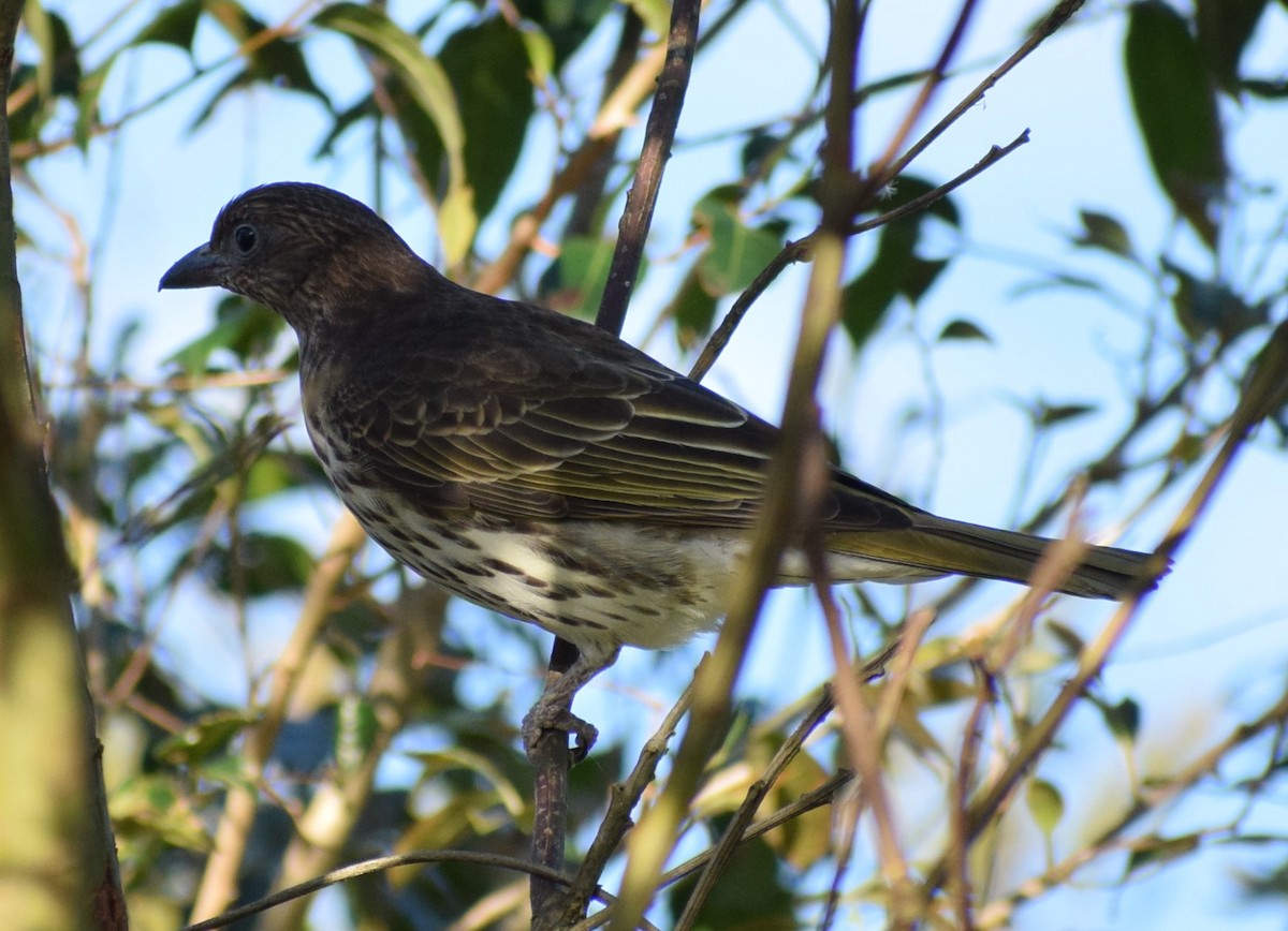 Australasian Figbird - ML608636306