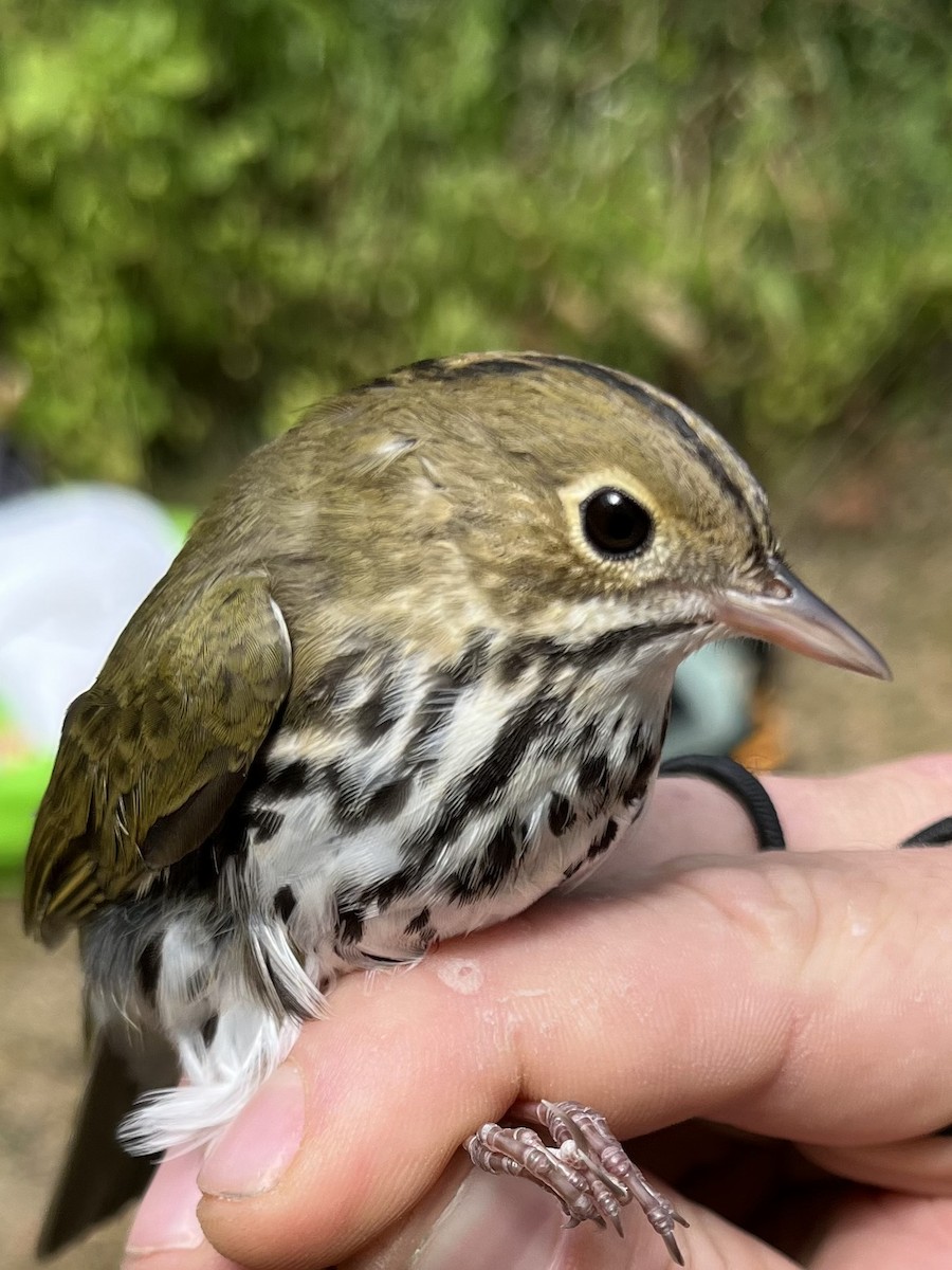 Ovenbird - Andrew Meiborg