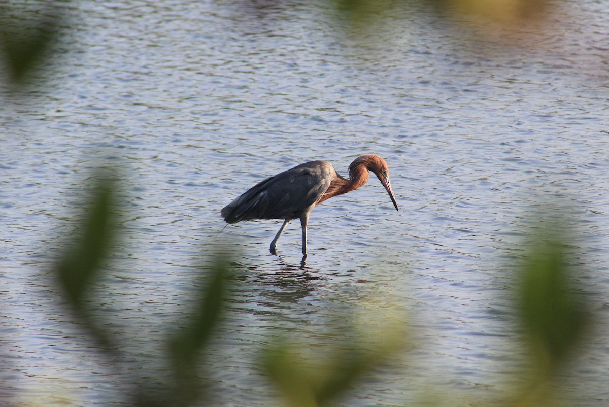 Reddish Egret - ML608636380