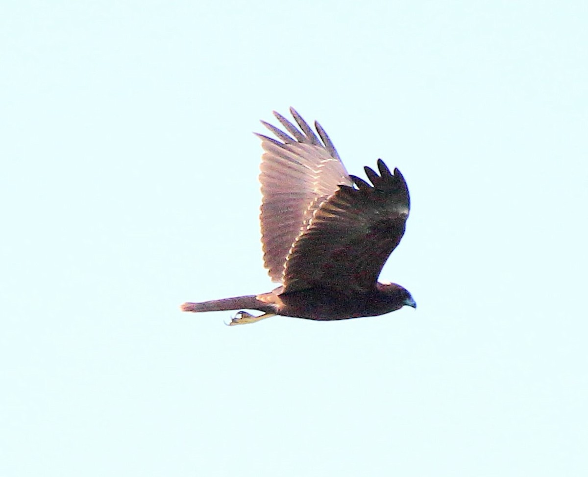 Western Marsh Harrier - bousquet francois