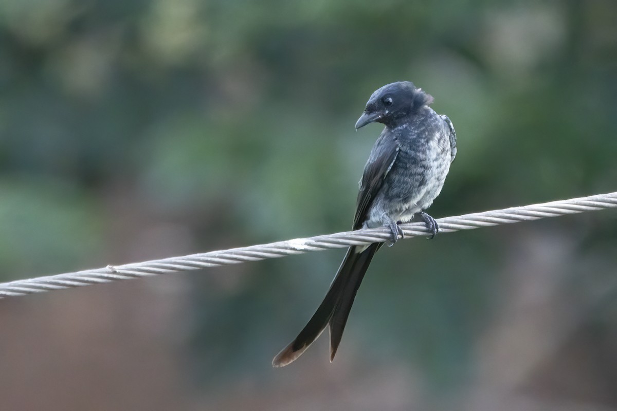 Drongo à ventre blanc - ML608636524