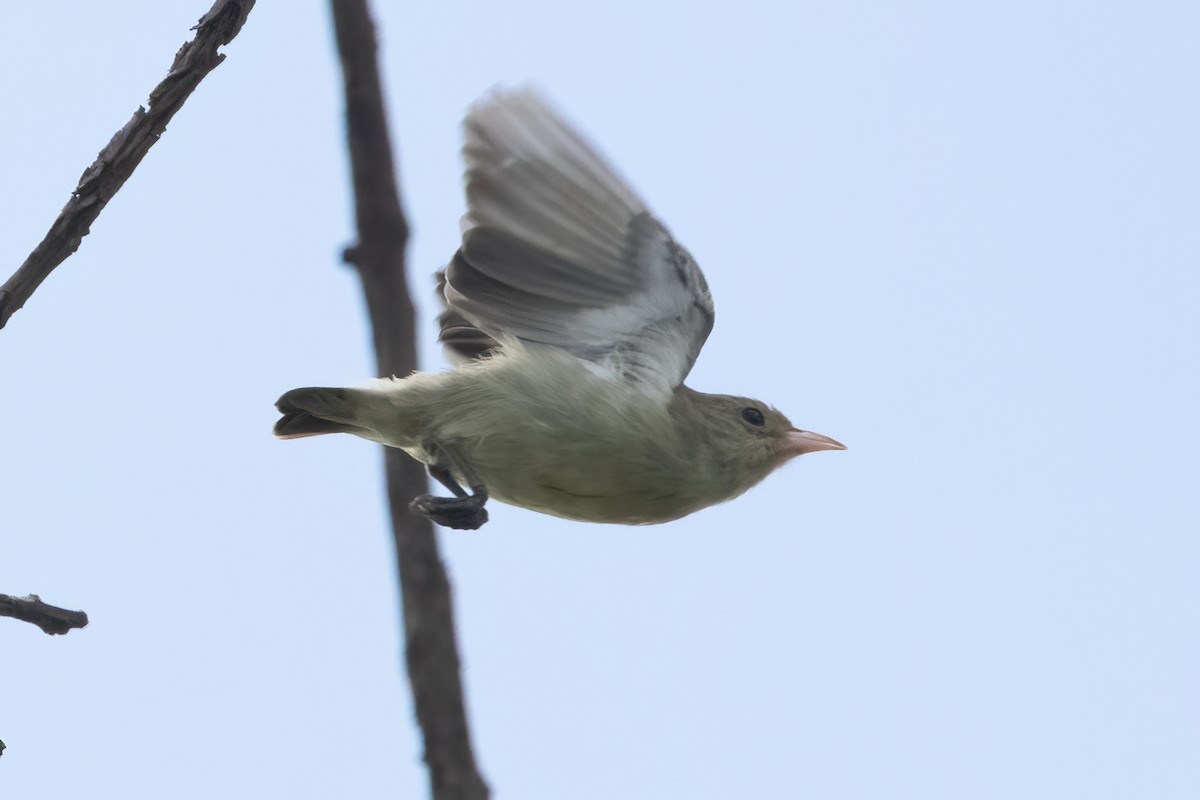 Pale-billed Flowerpecker - Ravi Jesudas