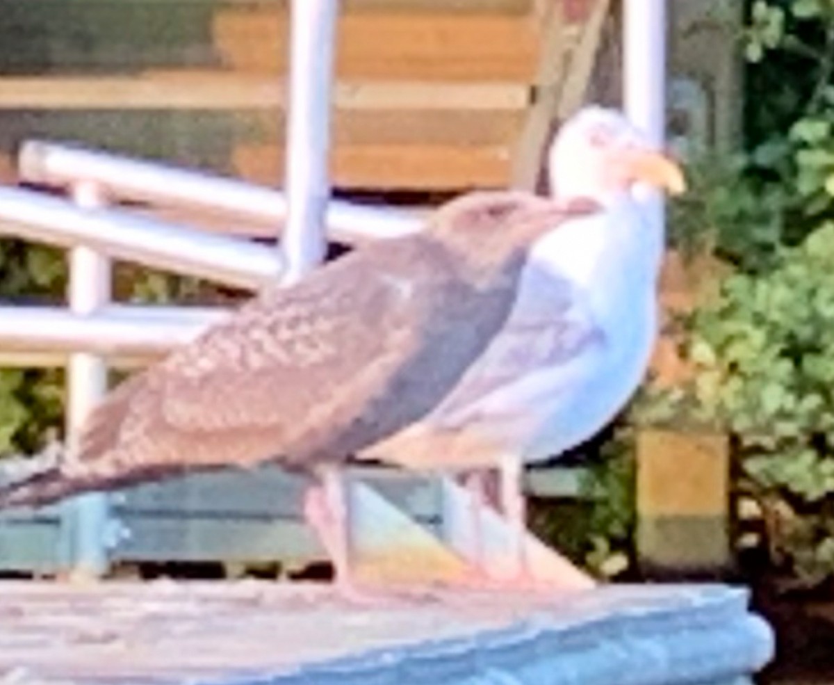 Herring Gull (American) - ML608636537