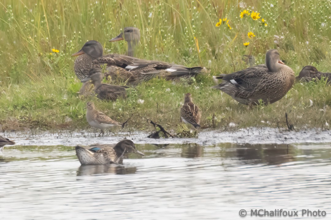 Pectoral Sandpiper - ML608636592