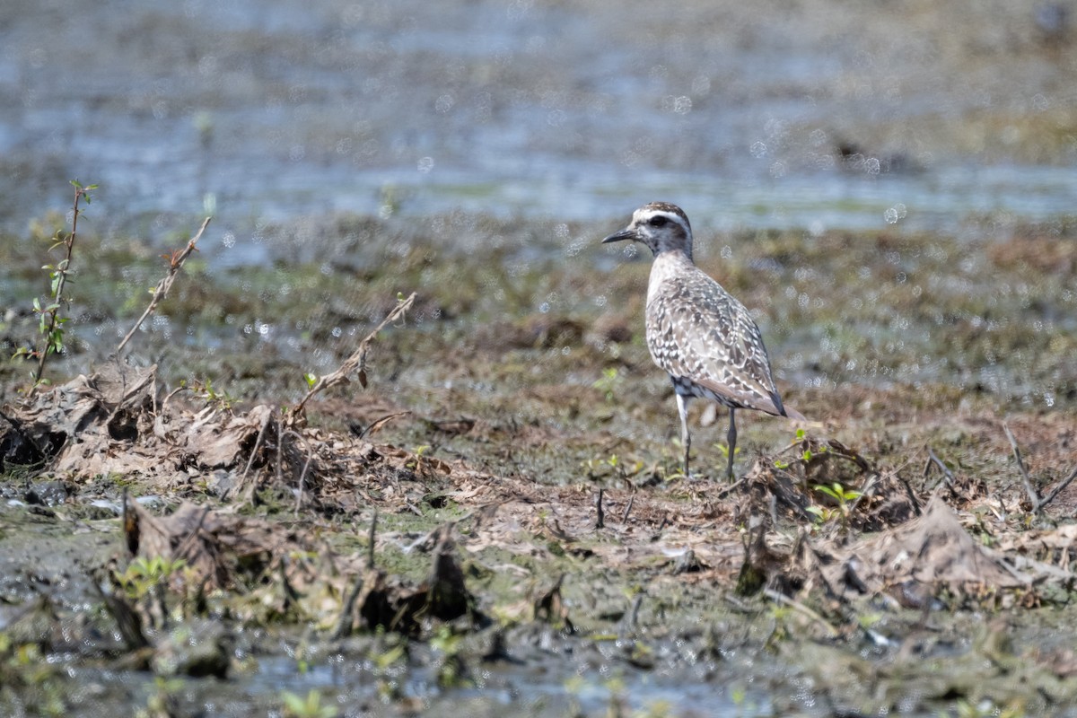 American Golden-Plover - ML608636609