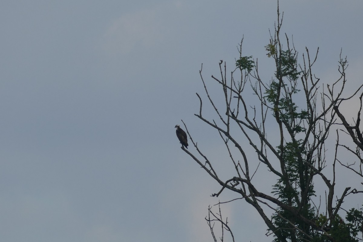 Osprey - ML608636732