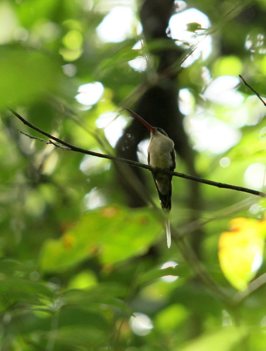 Большеклювый колибри-отшельник - ML608636817