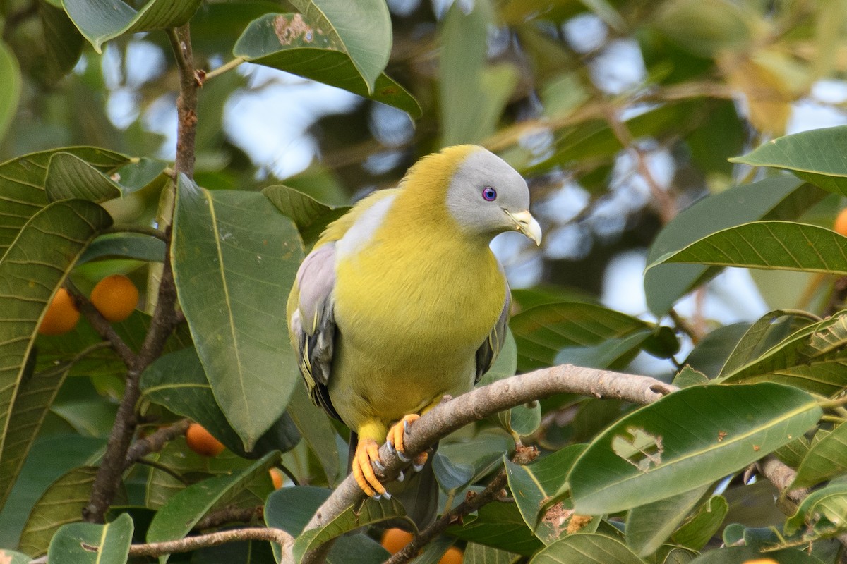 Yellow-footed Green-Pigeon - ML608636950