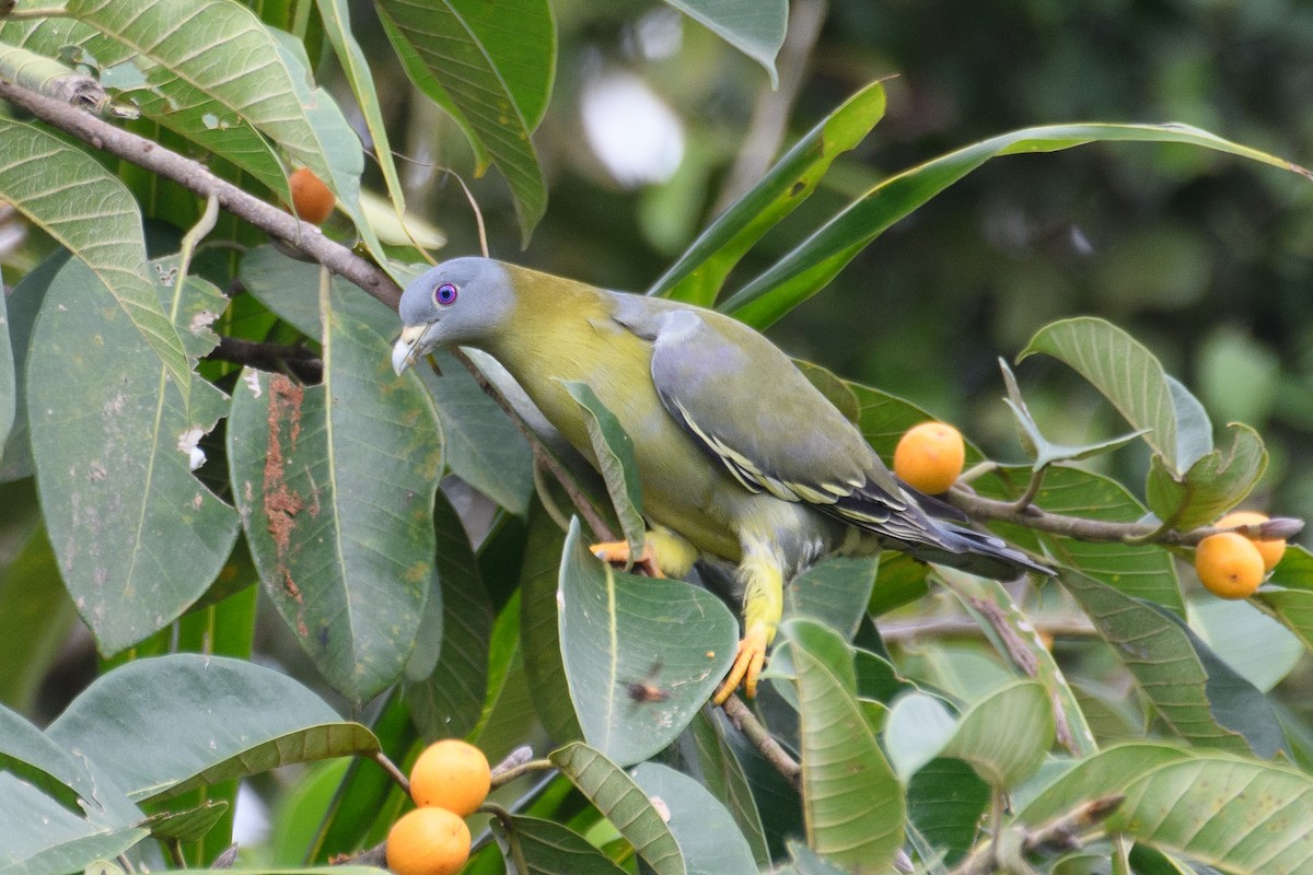 Yellow-footed Green-Pigeon - H Nambiar
