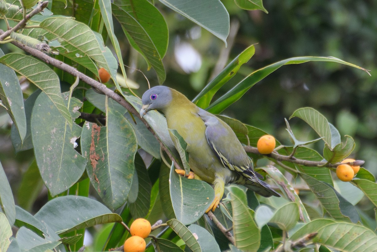 Yellow-footed Green-Pigeon - ML608636952