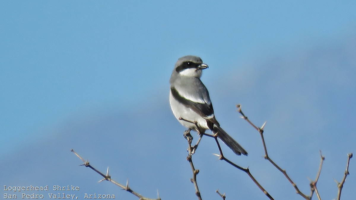 Loggerhead Shrike - ML608636958